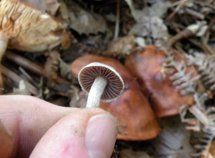 Cortinarius (Telamonia) sp?